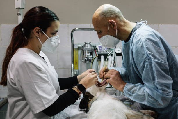 24-Hour Dental Clinic Near Me North Charleston, SC